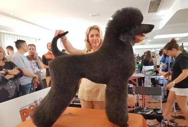 玩具贵宾犬价格(价格真的会差很多吗)
