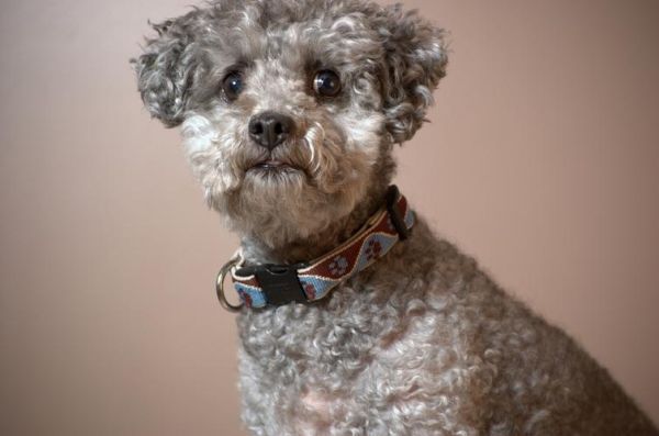 玩具贵宾犬图片(怎么拍才能抓住它)
