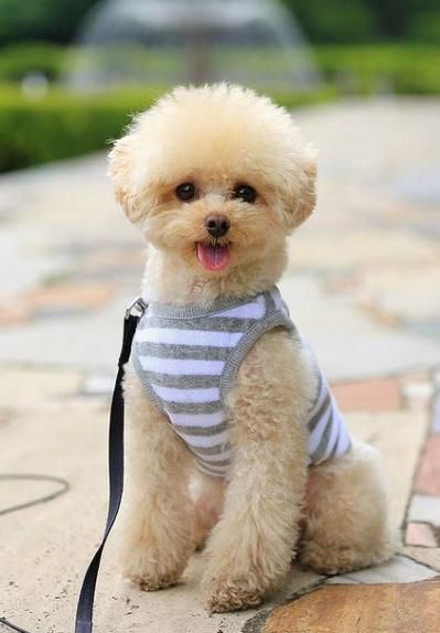 玩具贵宾犬图片(怎么拍才能抓住它)