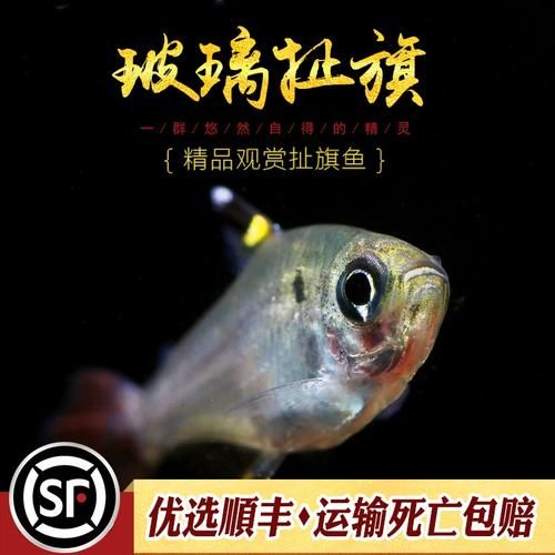 玻璃扯旗(怎么才能养得活)