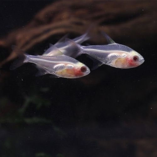 玻璃扯旗(怎么才能养得活)
