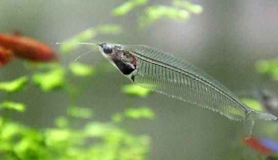 玻璃猫(这鱼竟叫玻璃猫)