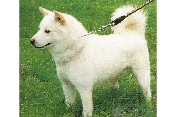 珍岛狗(它真的像传说中那样忠诚吗)
