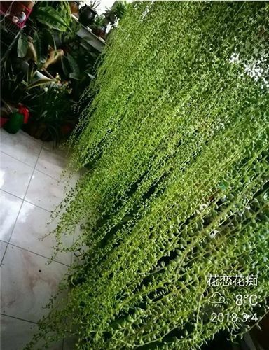 珍珠吊兰(真的像绿瀑布一样漂亮吗)