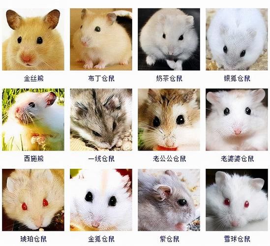 珍珠熊(怎么才能让它活得更久)