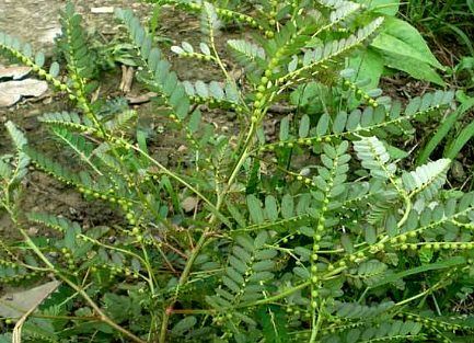珍珠草(居然是阴阳草)