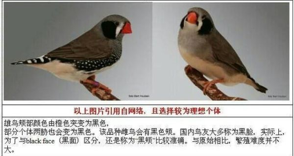 珍珠鸟的图片(它们有什么区别)