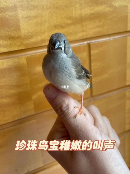 珍珠鸟资料( 需要注意些什么)