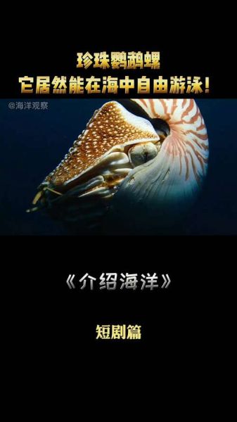 珍珠鹦鹉螺(为何会出现在旅客行李中)