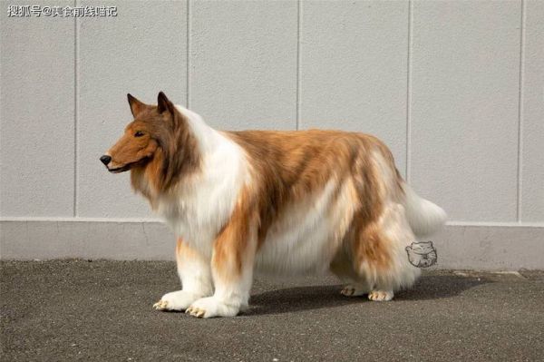 班克尔犬(为什么有人愿意花几十万买一只)