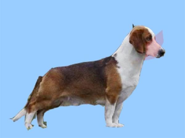 瑞典腊肠犬(它会给你的生活带来什么惊喜)