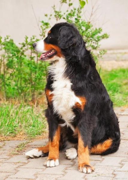 瑞士伯恩山犬(它会融化你的心吗)