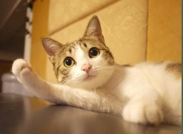 瓜皮猫(它是不是故意卖萌的)
