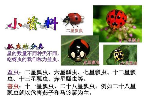瓢虫吃什么( 别的瓢虫爱吃什么呢)