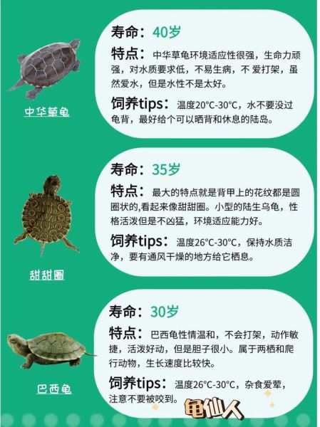 甜甜圈龟(它和普通乌龟有什么区别)
