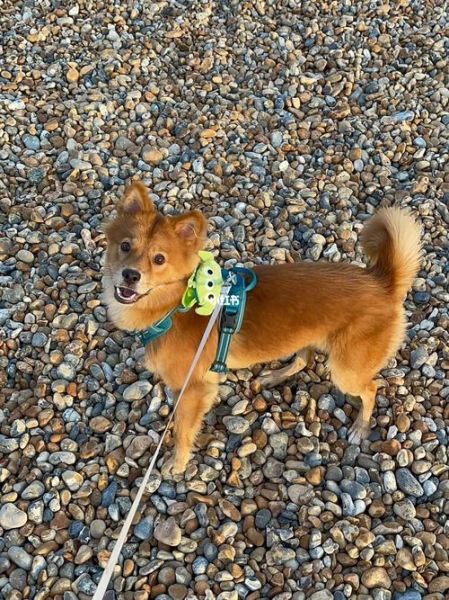 田园犬( 土狗真的危险吗)