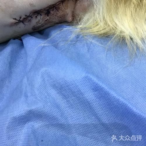 申生宠物医院(真的值得信赖吗)