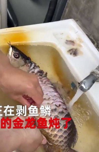 男子火化金龙鱼(你见过这样的葬礼吗)