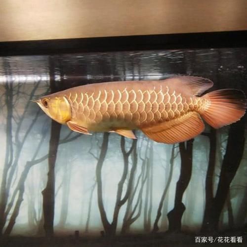 男子火化金龙鱼(你见过这样的葬礼吗)
