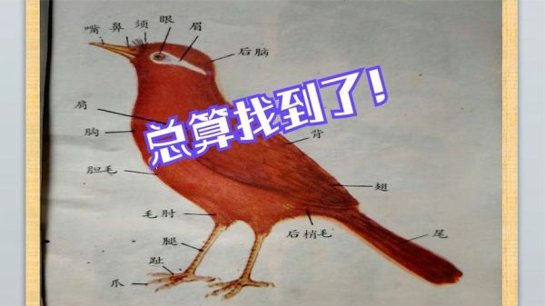 画眉鸟不叫(是不是该带它去户外活动活动筋骨了)