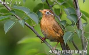 画眉鸟为什么不叫( 是不是环境太吵了)
