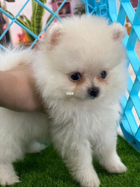 白博美(它真的那么小吗)