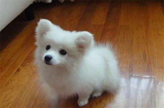白博美混狐狸狗(跟狐狸有什么区别)