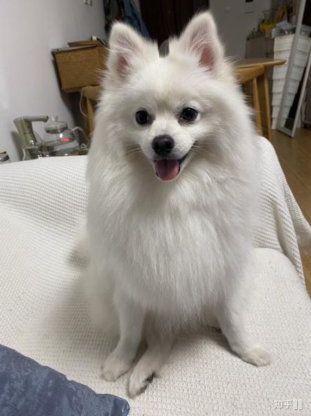 白博美混狐狸狗(跟狐狸有什么区别)