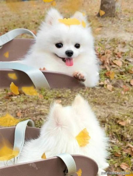 白博美犬价格(靠谱的渠道在哪)