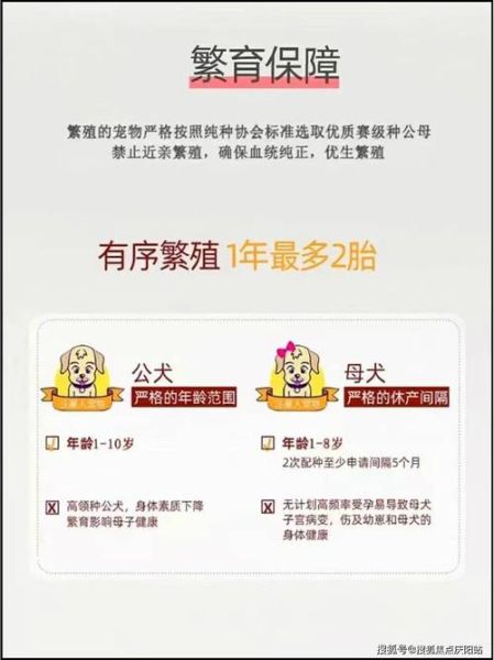 白博美犬价格(靠谱的渠道在哪)