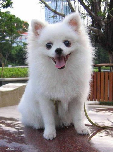 白博美犬图片(它会是你生活中的一道亮丽风景吗)
