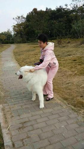 白熊犬(它真的会像其他狗狗一样粘人吗)