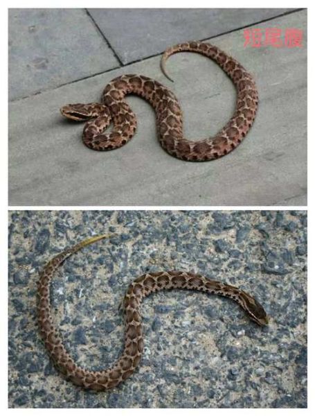 白眉蝮蛇(你敢不敢来一场毒王争霸)