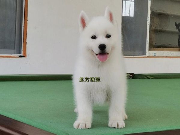 白色哈士奇( 这背后有什么故事)
