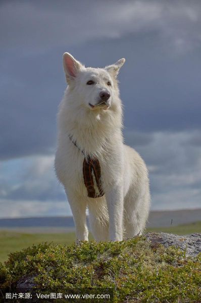 白色瑞士牧羊犬(它们适合做家庭犬吗)