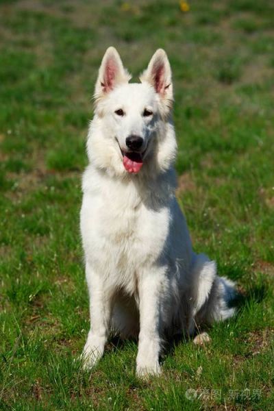 白色瑞士牧羊犬(它们适合做家庭犬吗)