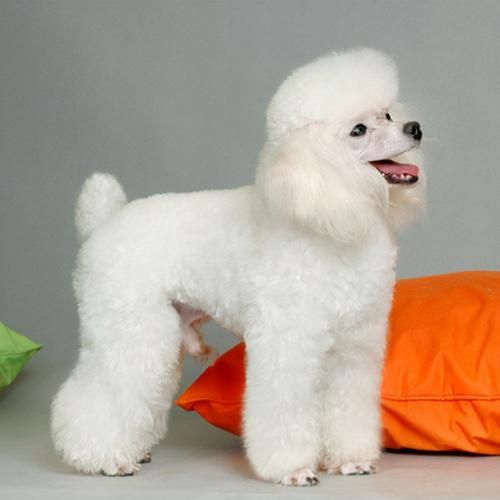 白色贵宾犬图片(但养起来容易吗)