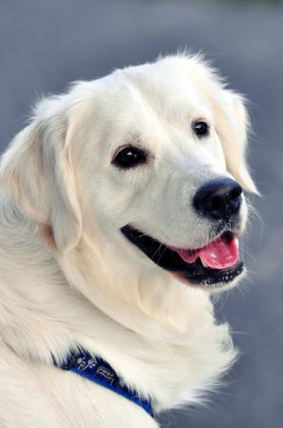 白色金毛犬图片(确定不是天使掉落凡间)