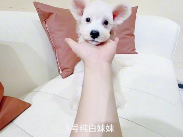 白色雪纳瑞( 是天生还是后天原因)