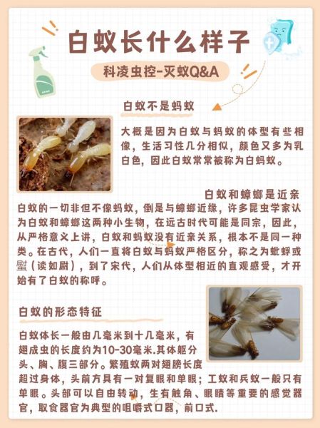 白蚁吃什么(它们还会吃哪些东西)