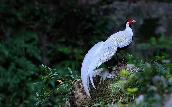 白鹇鸟(你知道它象征什么吗)