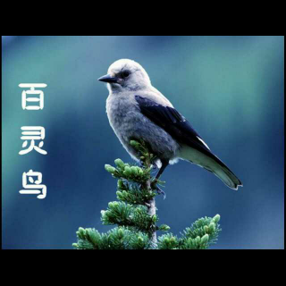 百灵鸟叫(你家百灵鸟会唱歌吗)