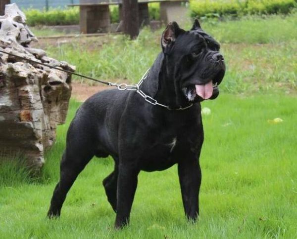 皇家护卫犬(它们都有哪些特殊能力)