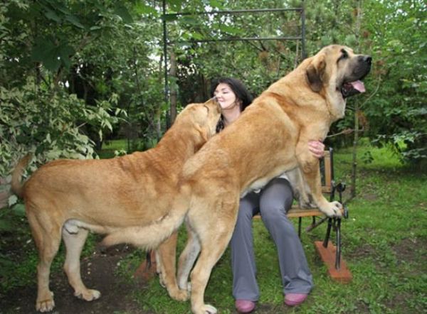 皇家护卫犬(它们都有哪些特殊能力)