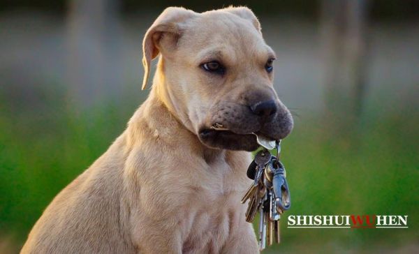 皮特犬(新手养比特犬会很困难吗)