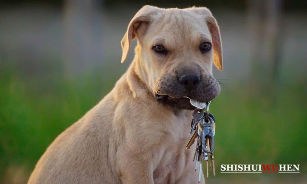 皮特犬(新手养比特犬会很困难吗)