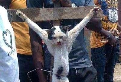 盆景猫( 还是只是个荒诞的传说)