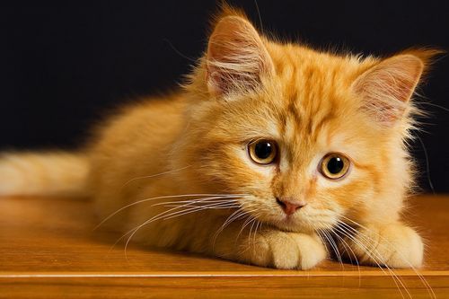 盘景猫(那些照片又是从哪里来的)
