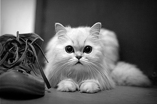 盘景猫(那些照片又是从哪里来的)