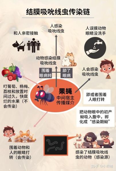 眼线虫( 会传染给人类吗)